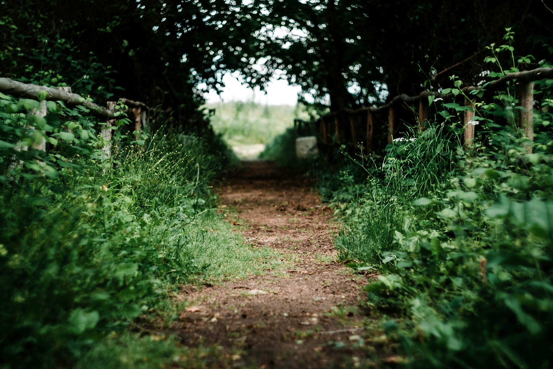 Dirt path through green foliage and under a tree canopy, leading to a brighter opening.