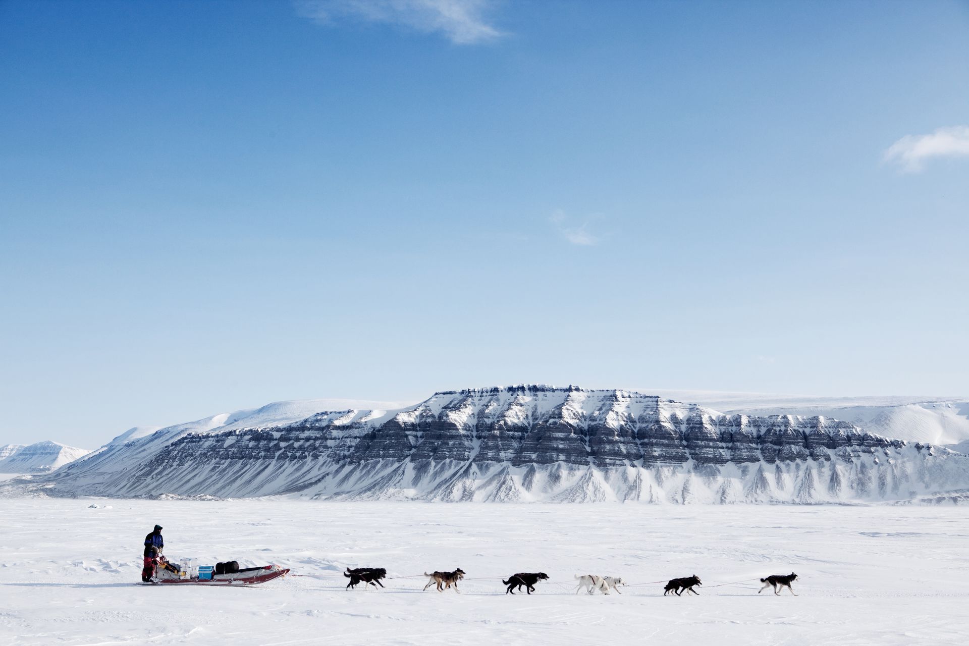 A man is pulling a sled with dogs in the snow.