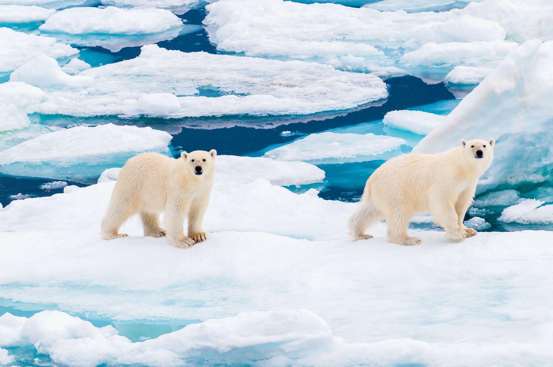 Two polar bears are walking on ice in the arctic.