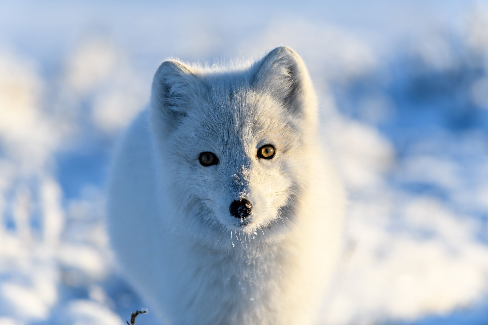 A white fox is standing in the snow and looking at the camera.