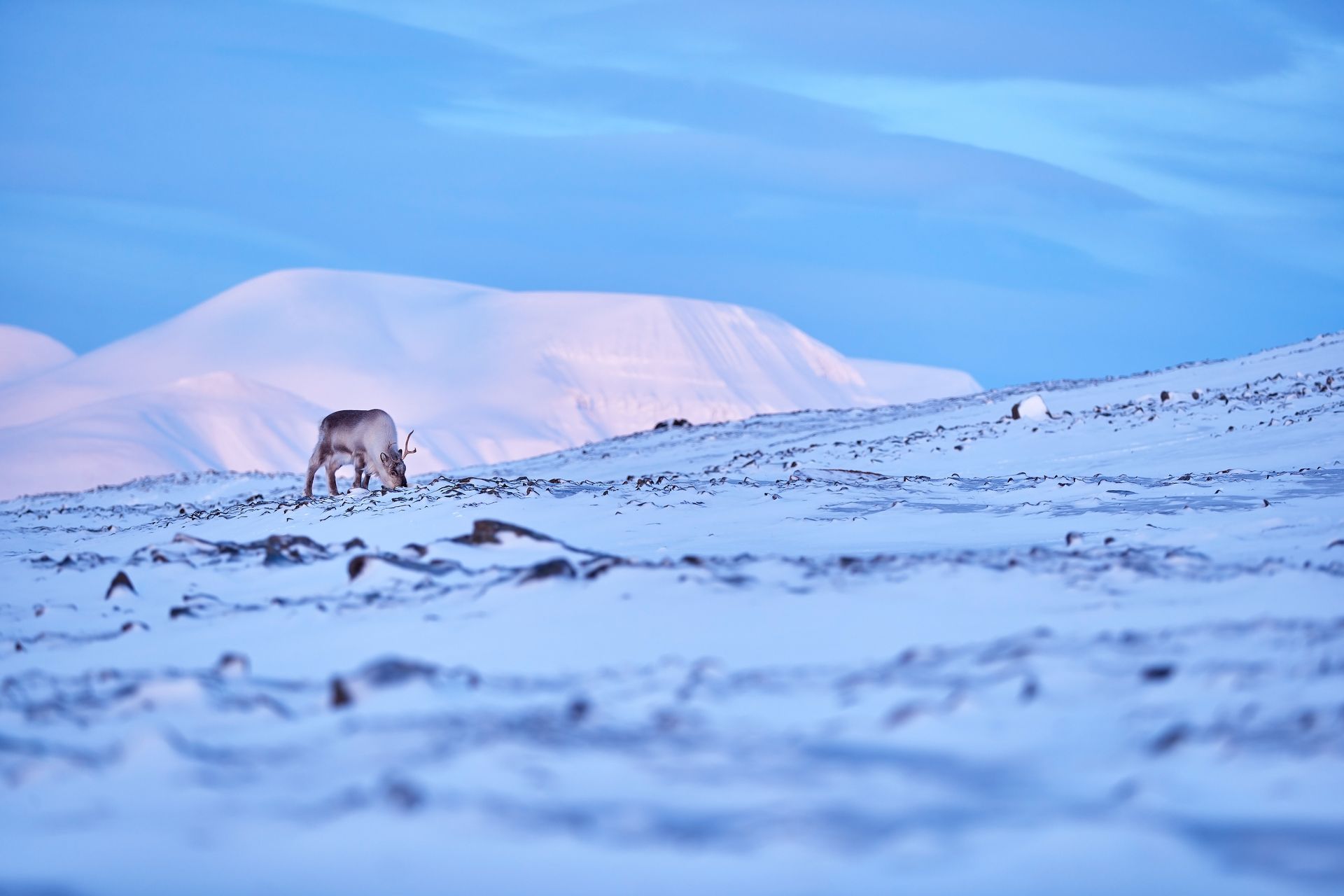 A deer is grazing in the snow on top of a snow covered hill.