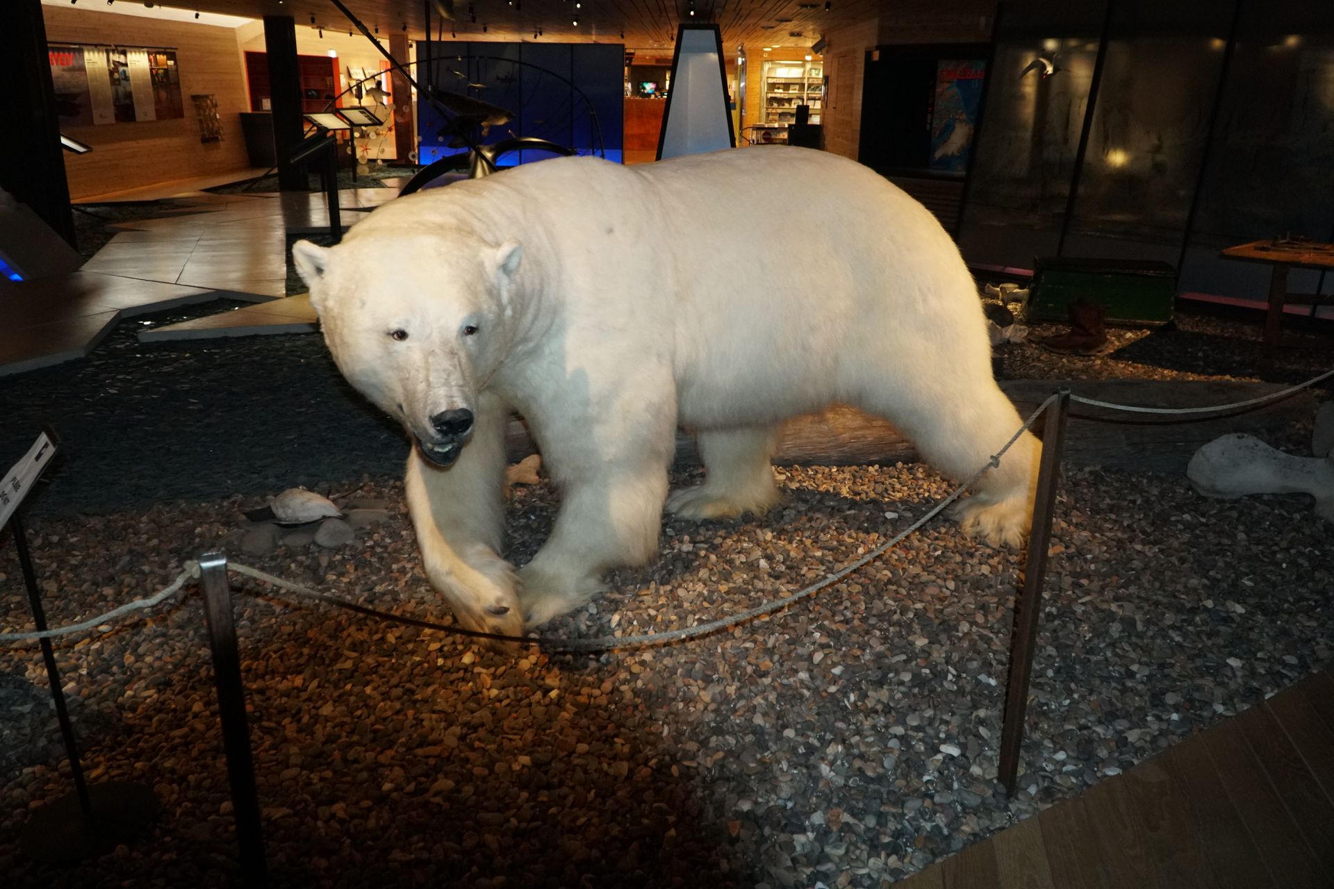 A polar bear is on display in a museum