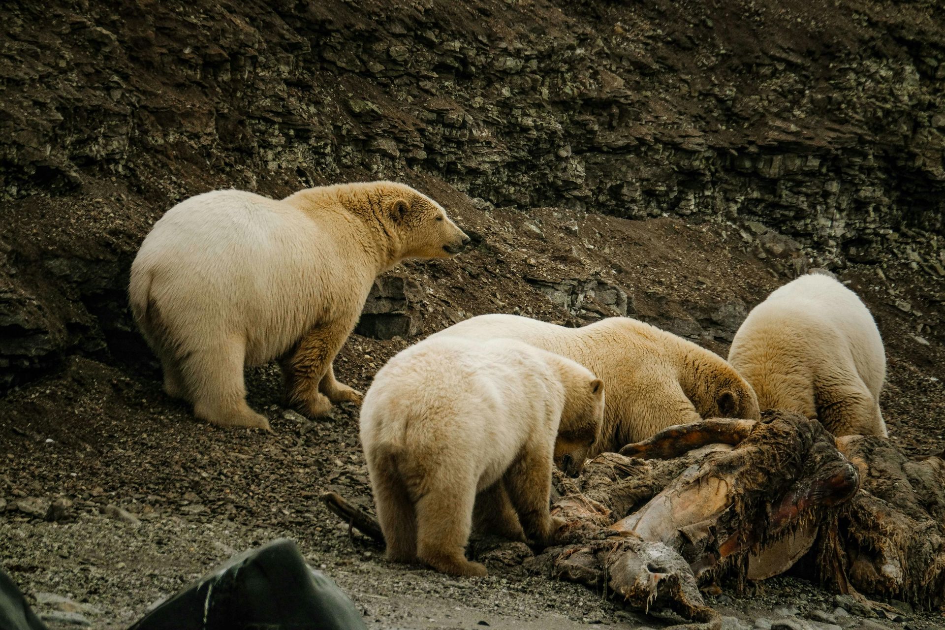 A group of people are riding snowmobiles down a snowy road.