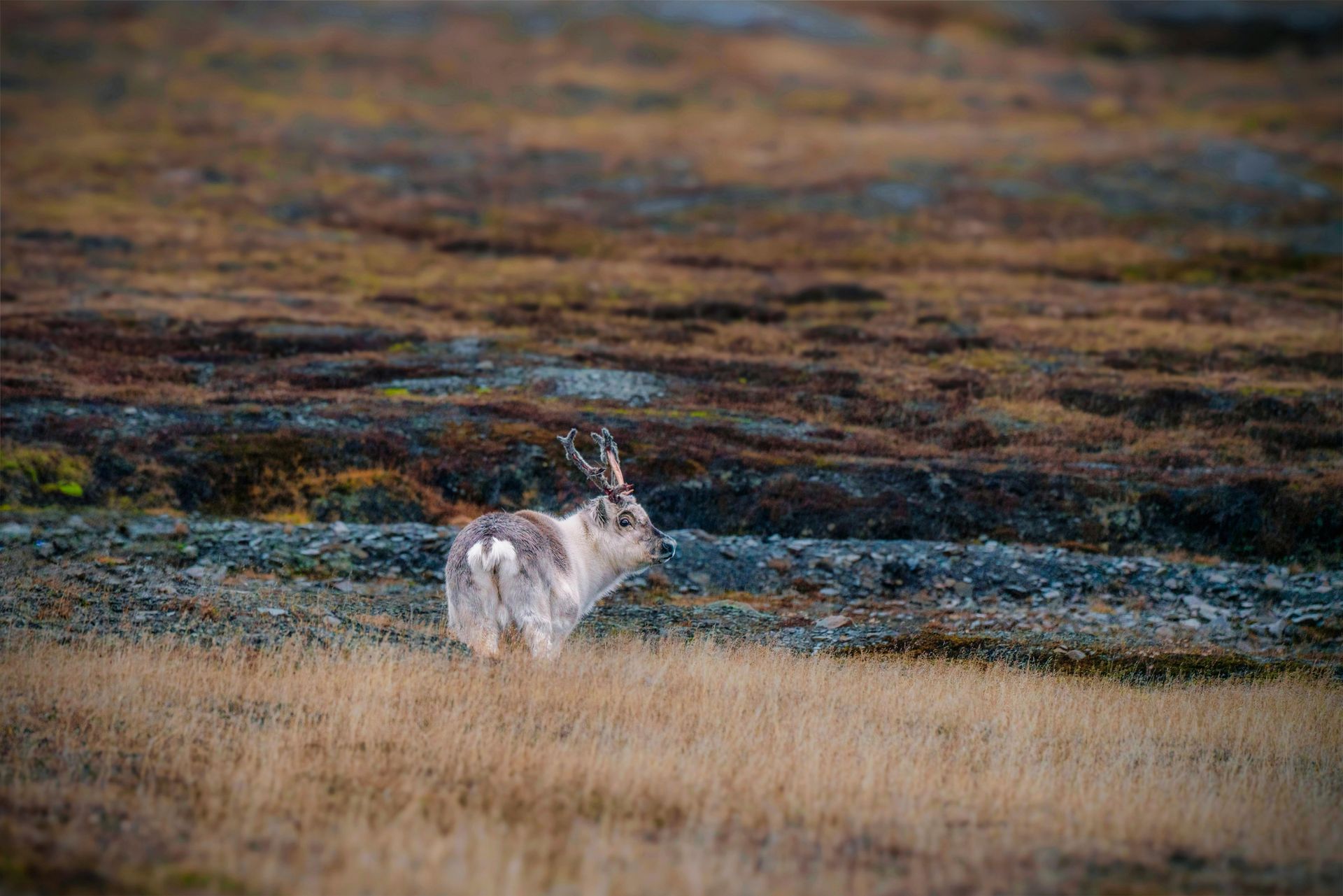 A group of people are riding snowmobiles down a snowy road.