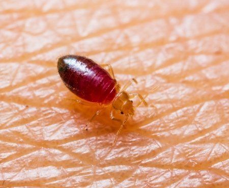 oklahoma city bed bug exterminators avenge pest control