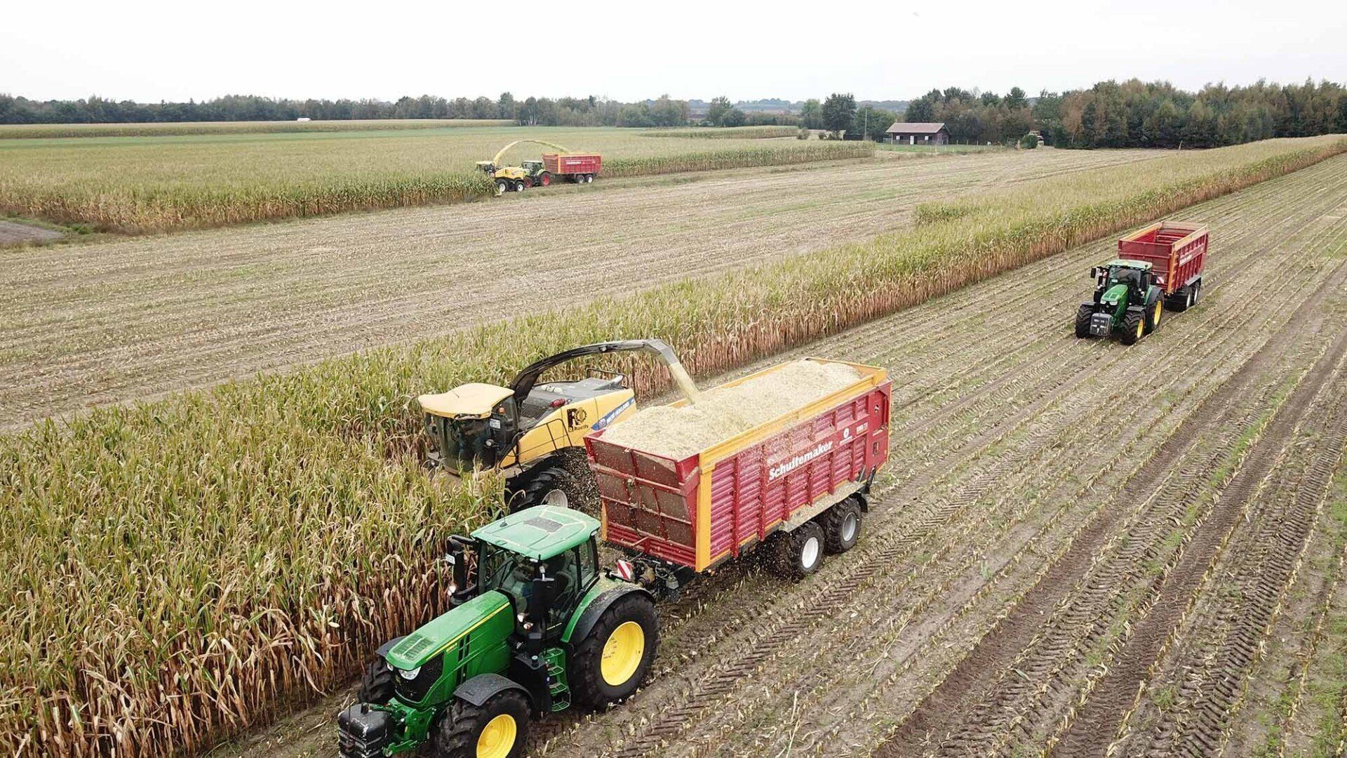 Eine Gruppe Traktoren erntet Mais auf einem Feld.