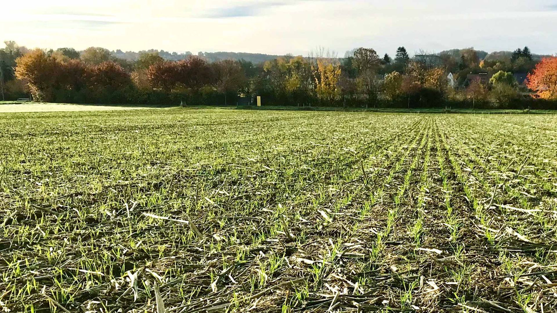 Ein Feld mit viel Gras und Bäumen im Hintergrund.
