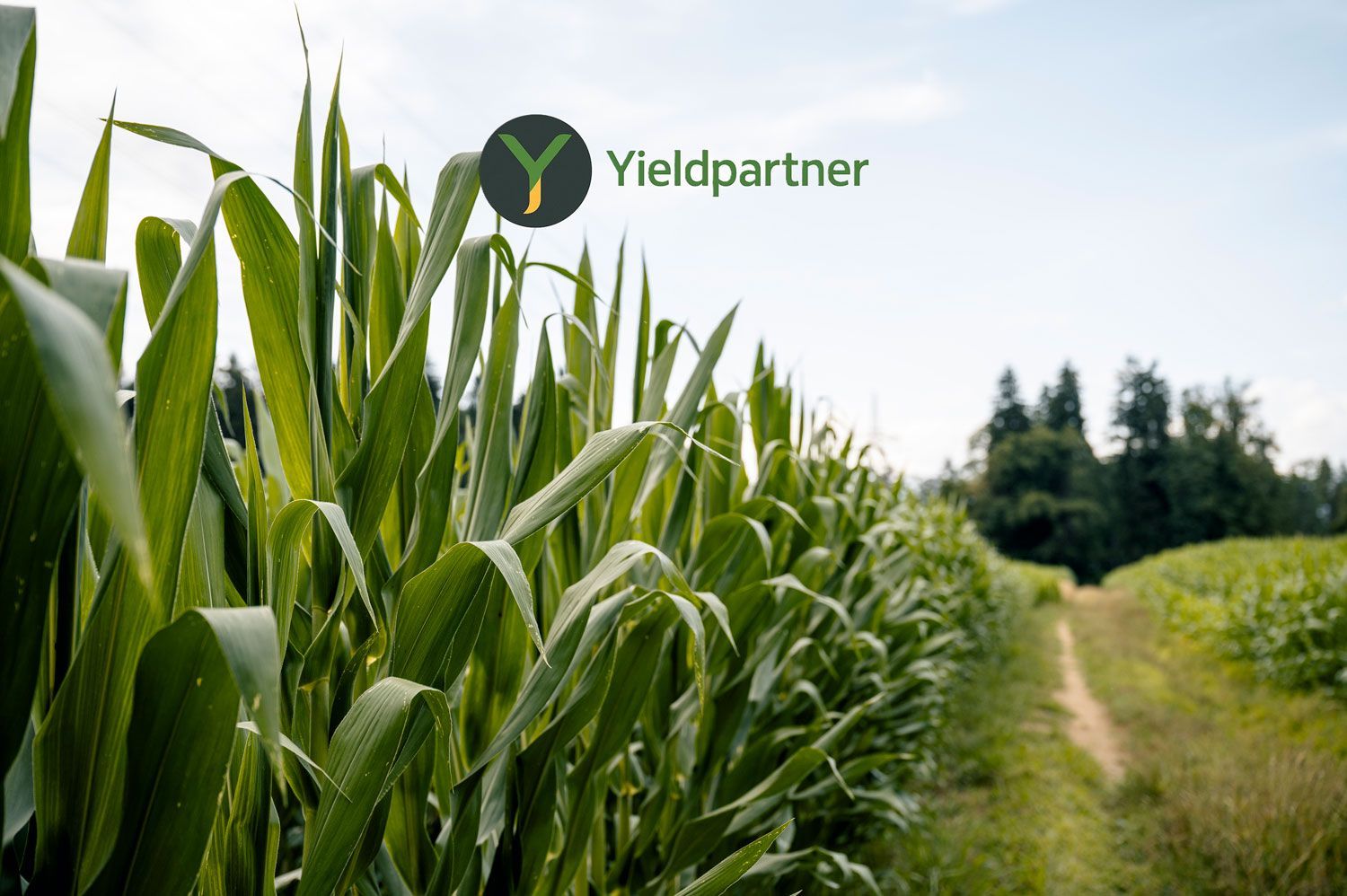 Maisfeld mit dem Logo von „Yieldpartner“. Reihen grüner Maisstängel, ein Feldweg und ein Wald im Hintergrund.