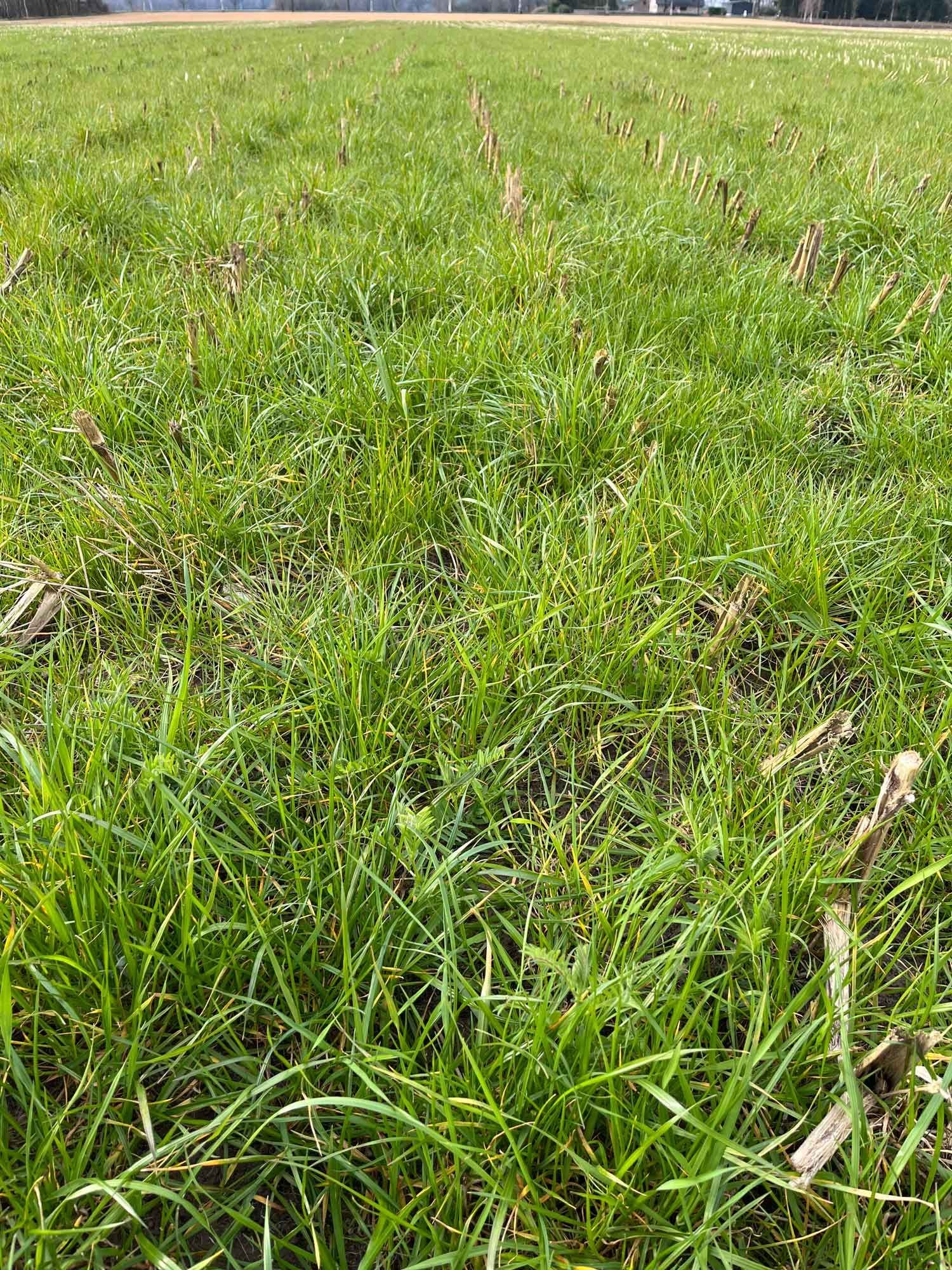 Ein Feld mit grünem Gras und ein paar Holzstücken darin.