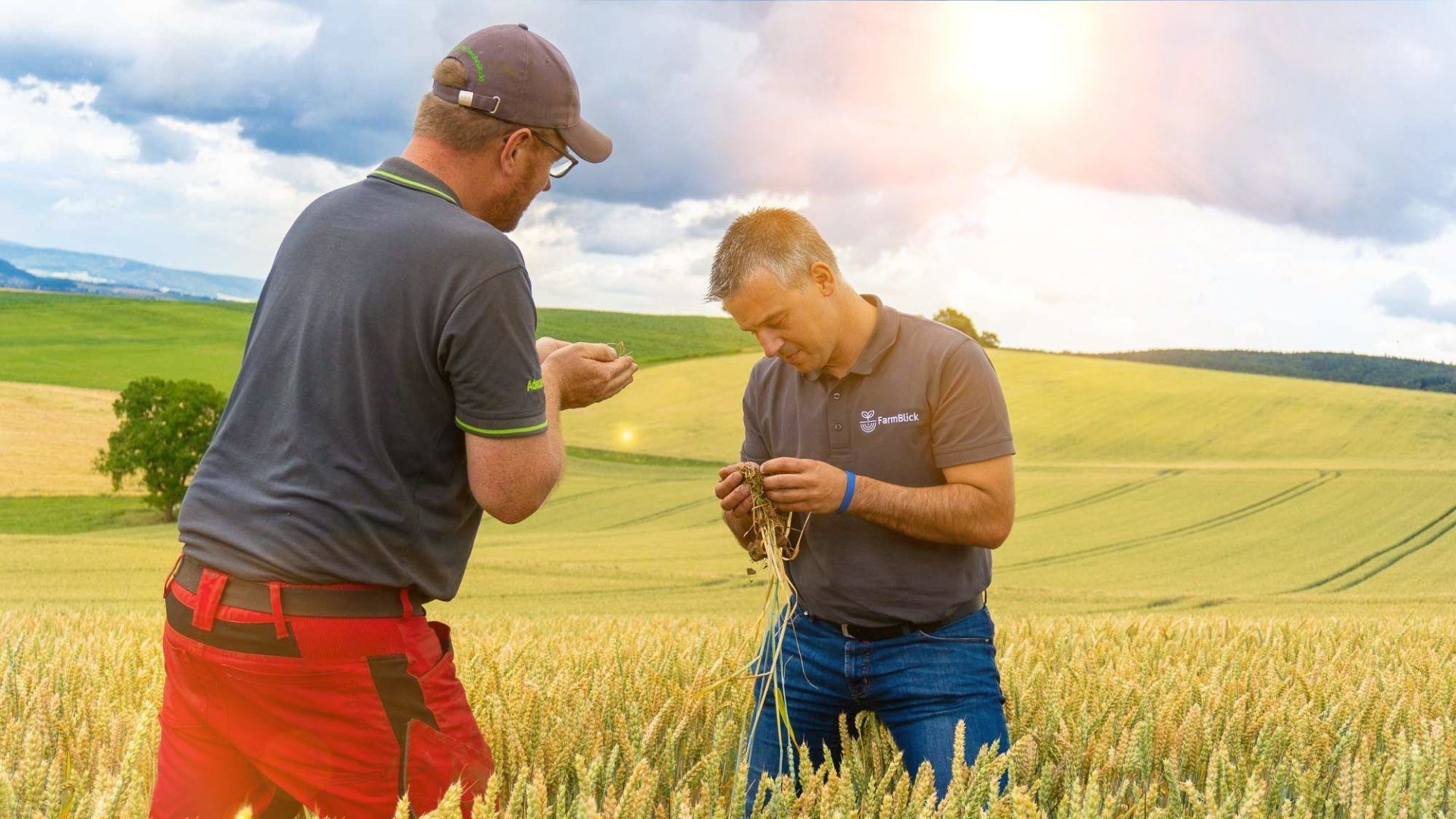 Zwei Männer stehen in einem Weizenfeld und betrachten eine Pflanze.