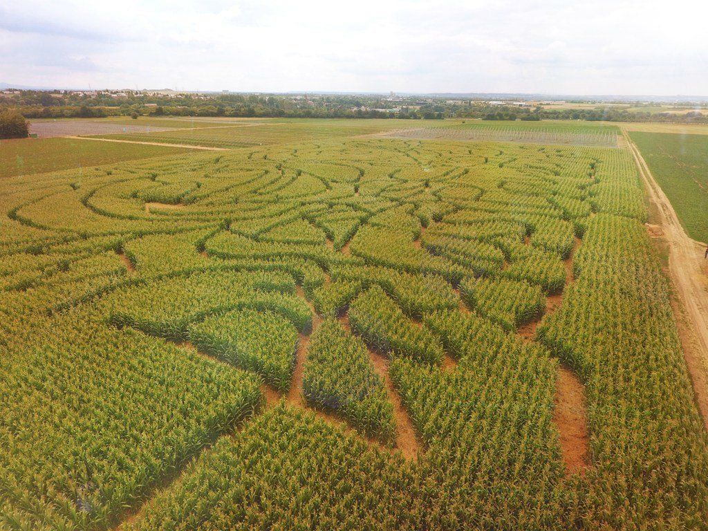 Eine Luftaufnahme eines Maislabyrinths auf einem Feld.