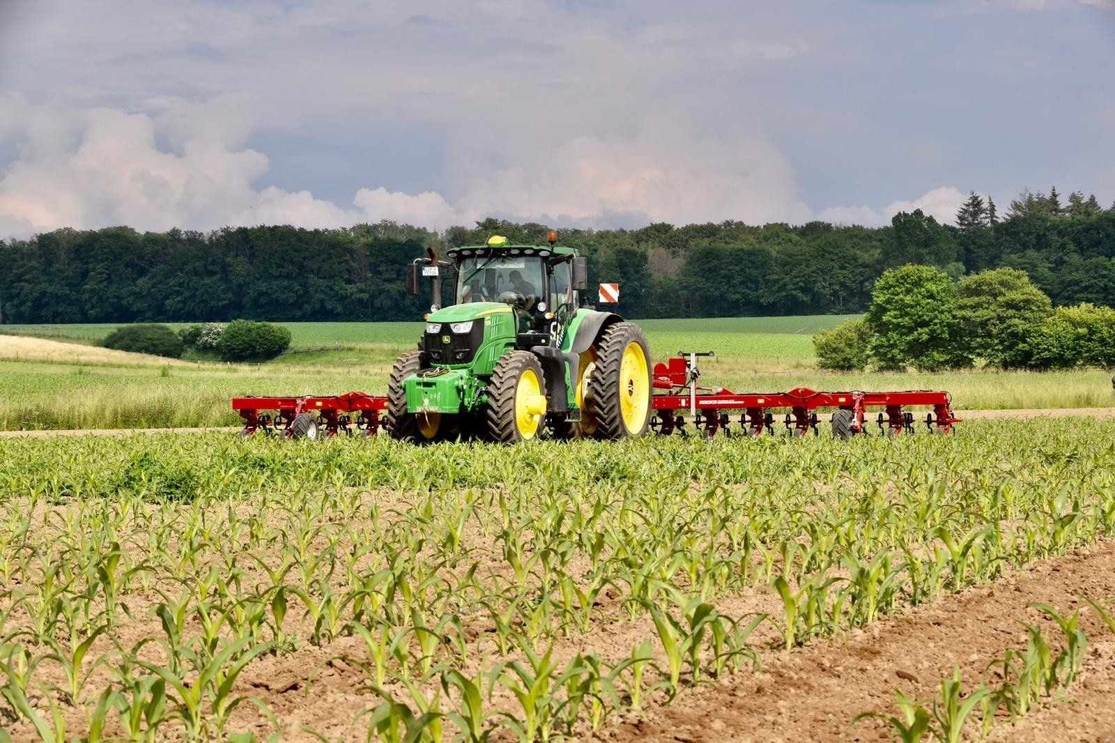 Ein grüner Traktor pflügt ein Maisfeld.