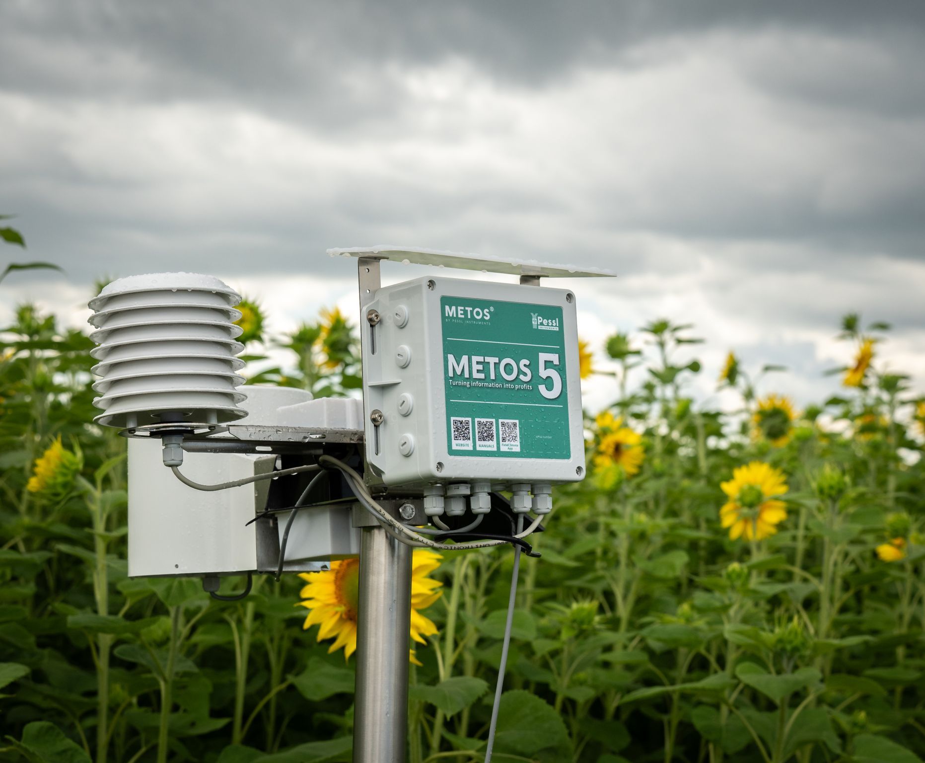 Wetterstation METOS 5 in einem Sonnenblumenfeld unter bewölktem Himmel.
