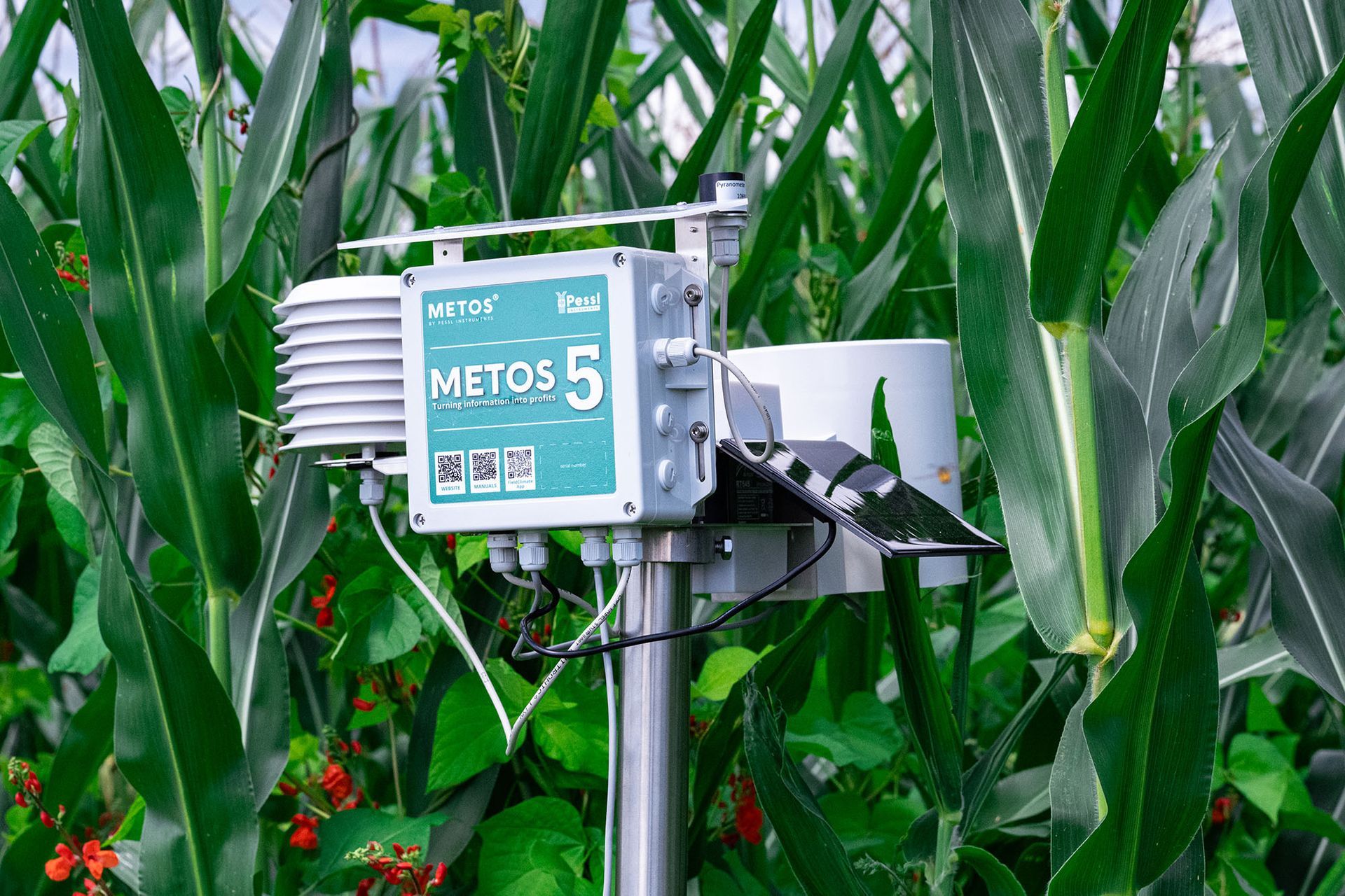 METOS 5 Wetterstation in einem Maisfeld.