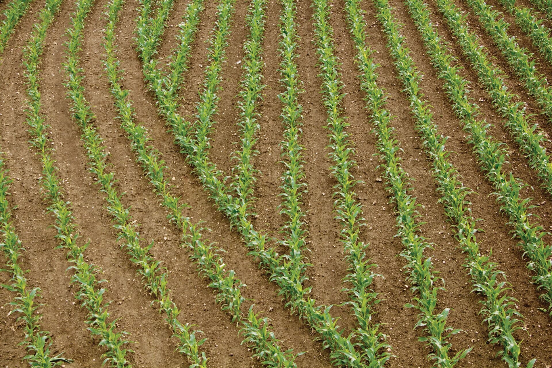 Ein Feld mit Maispflanzen, die in Reihen im Dreck wachsen.