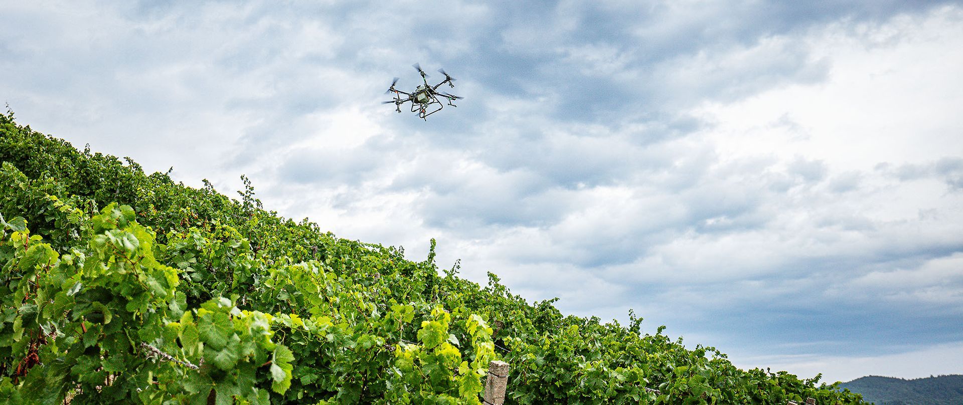 An einem bewölkten Tag fliegt eine Drohne über einen Weinberg.