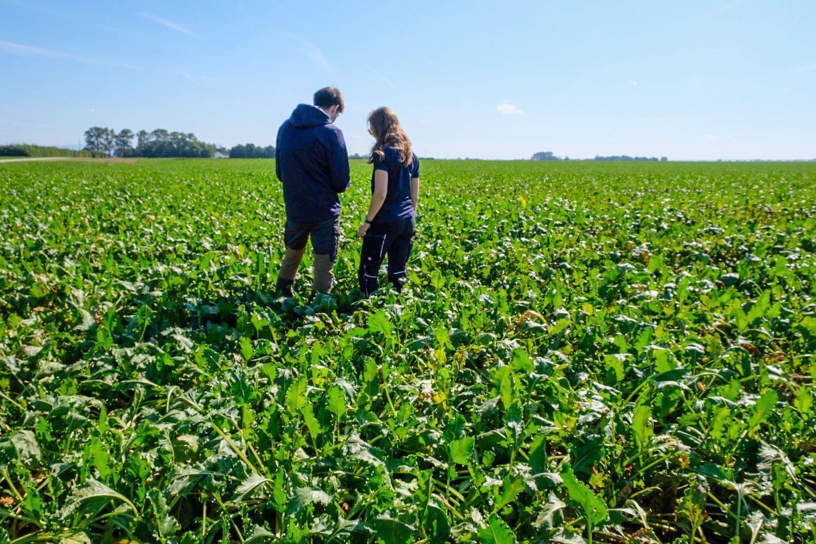 Zwei Personen stehen an einem sonnigen Tag auf einem grünen Feld und inspizieren die Ernte.
