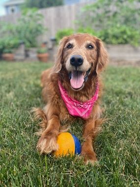 Golden retriever with pink bandana and ball, sitting on grass, smiling.
