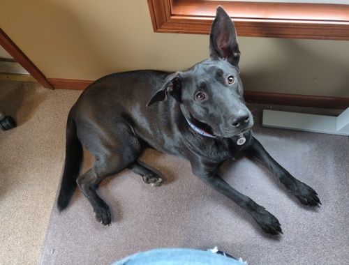 Black dog with one ear up, wearing a collar, looking up at the viewer.