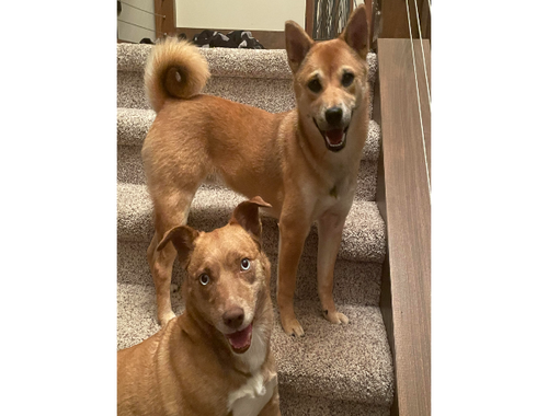 Two tan dogs on carpeted stairs; one standing, one sitting, both smiling.