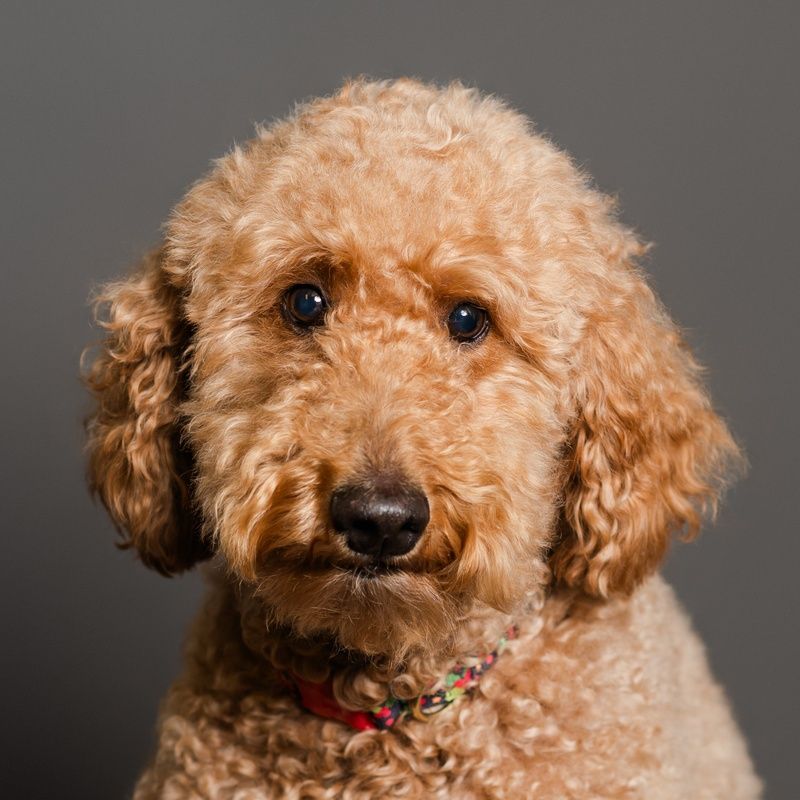 Golden doodle dog with curly, light brown fur and black eyes, against a grey background.