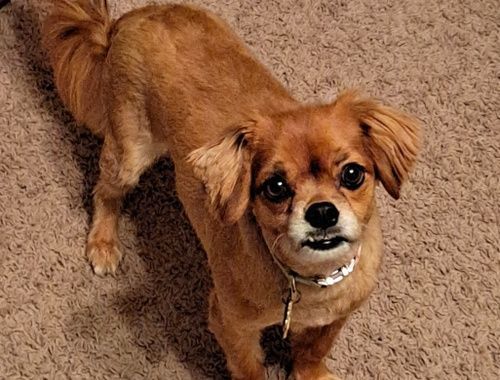 Brown dog with a curly tail and floppy ears looking up, on a brown carpet.