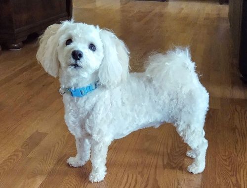 White fluffy dog with blue collar on a hardwood floor.