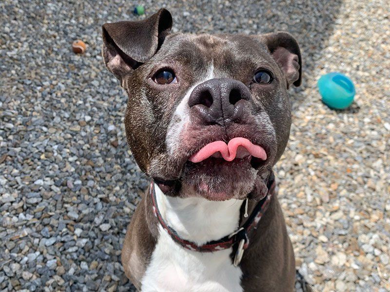 dog with tongue sticking out