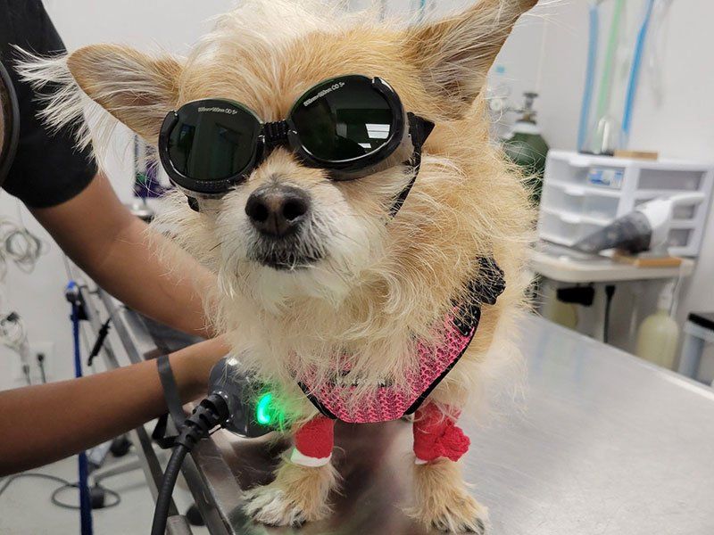 dog with goggles on