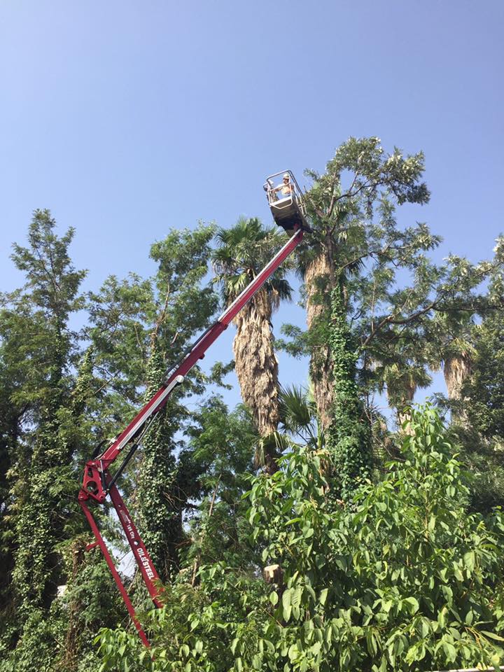 potatura di albero ad alto fusto con piattaforma aerea