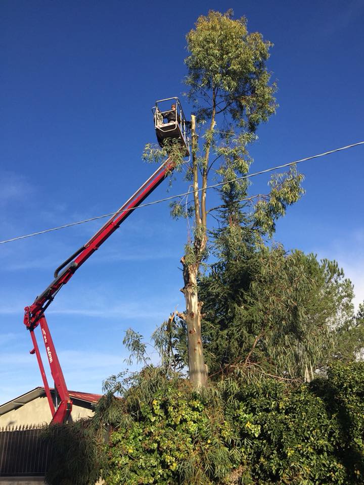 potatura di albero ad alto fusto con piattaforma aerea