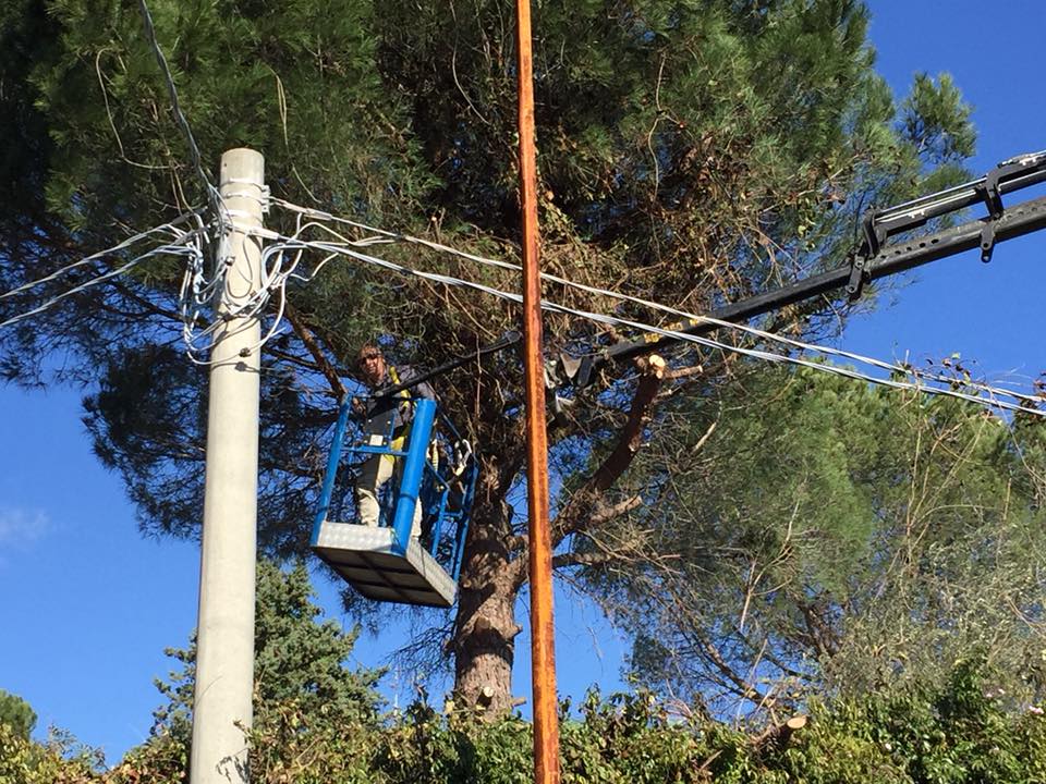 potatura di albero ad alto fusto con piattaforma aerea