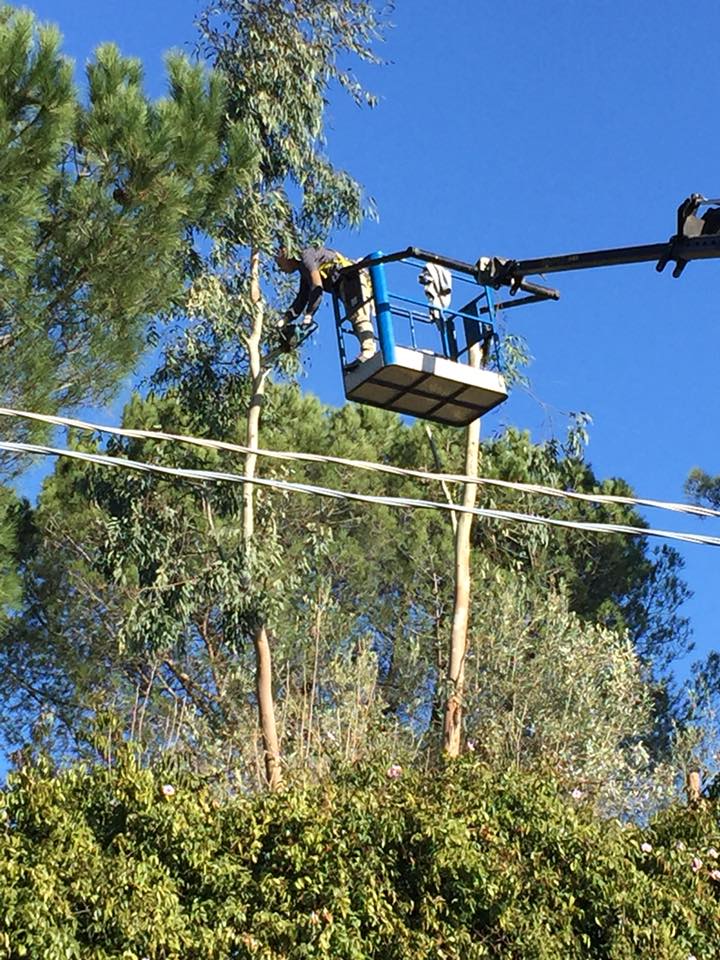 potatura di albero ad alto fusto con piattaforma aerea