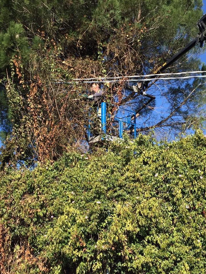 potatura di albero ad alto fusto con piattaforma aerea