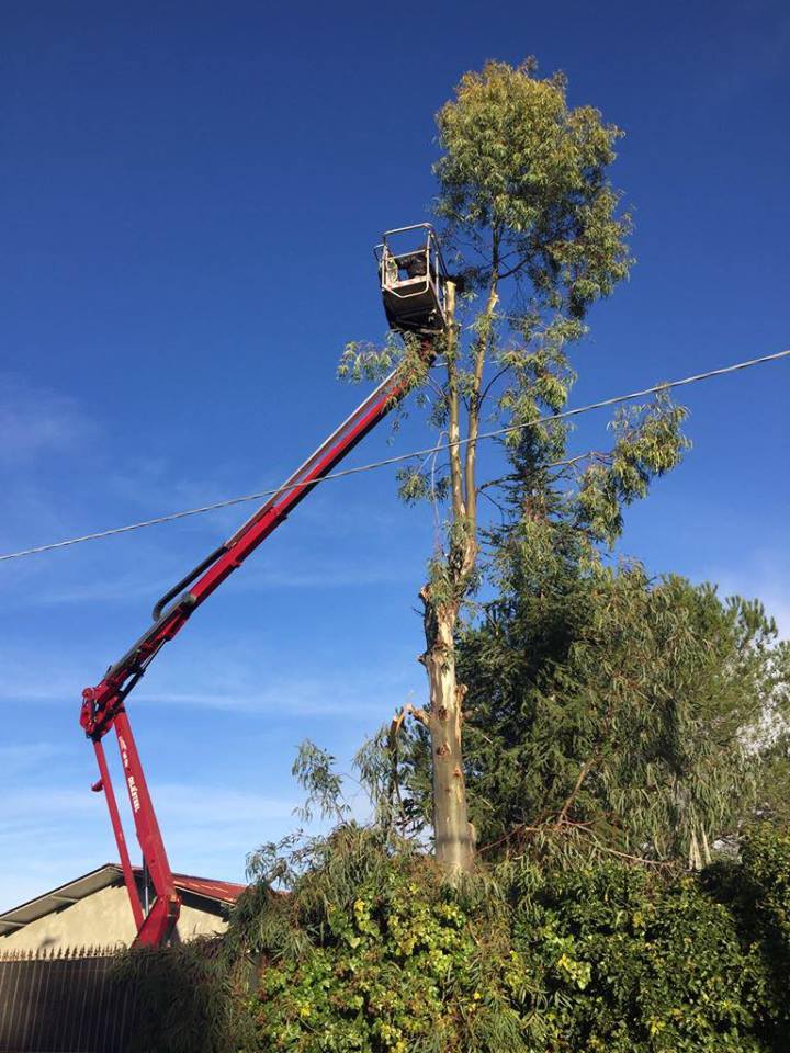 potatura di albero ad alto fusto con piattaforma aerea