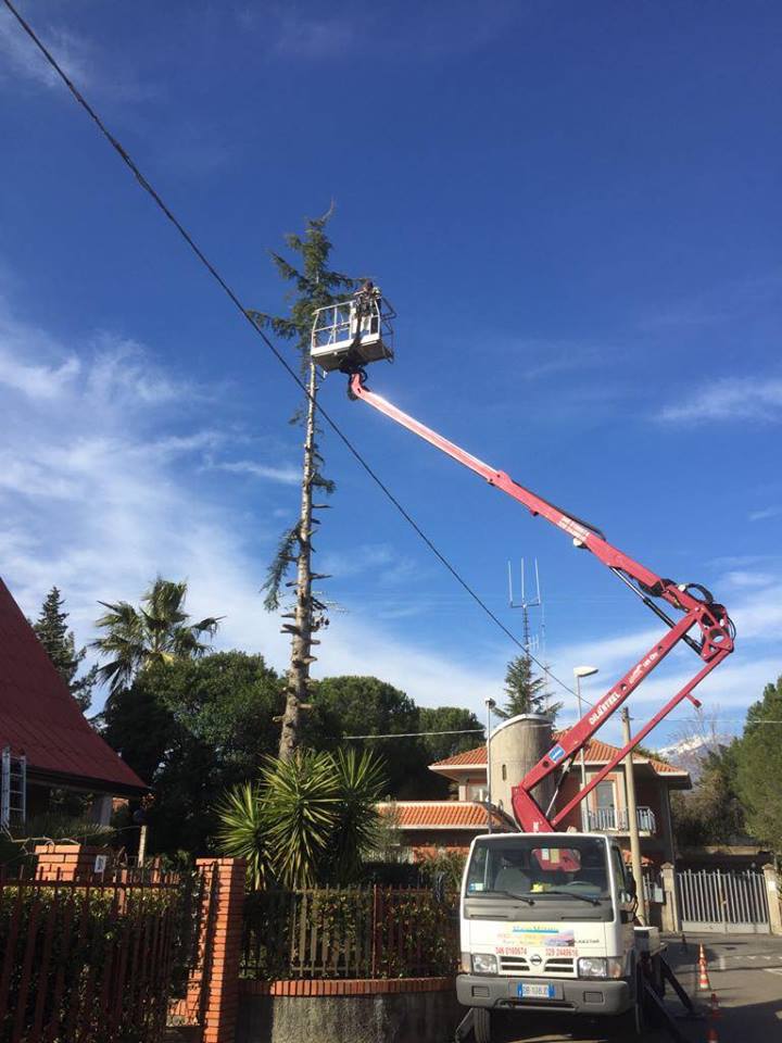 potatura di albero ad alto fusto con piattaforma aerea