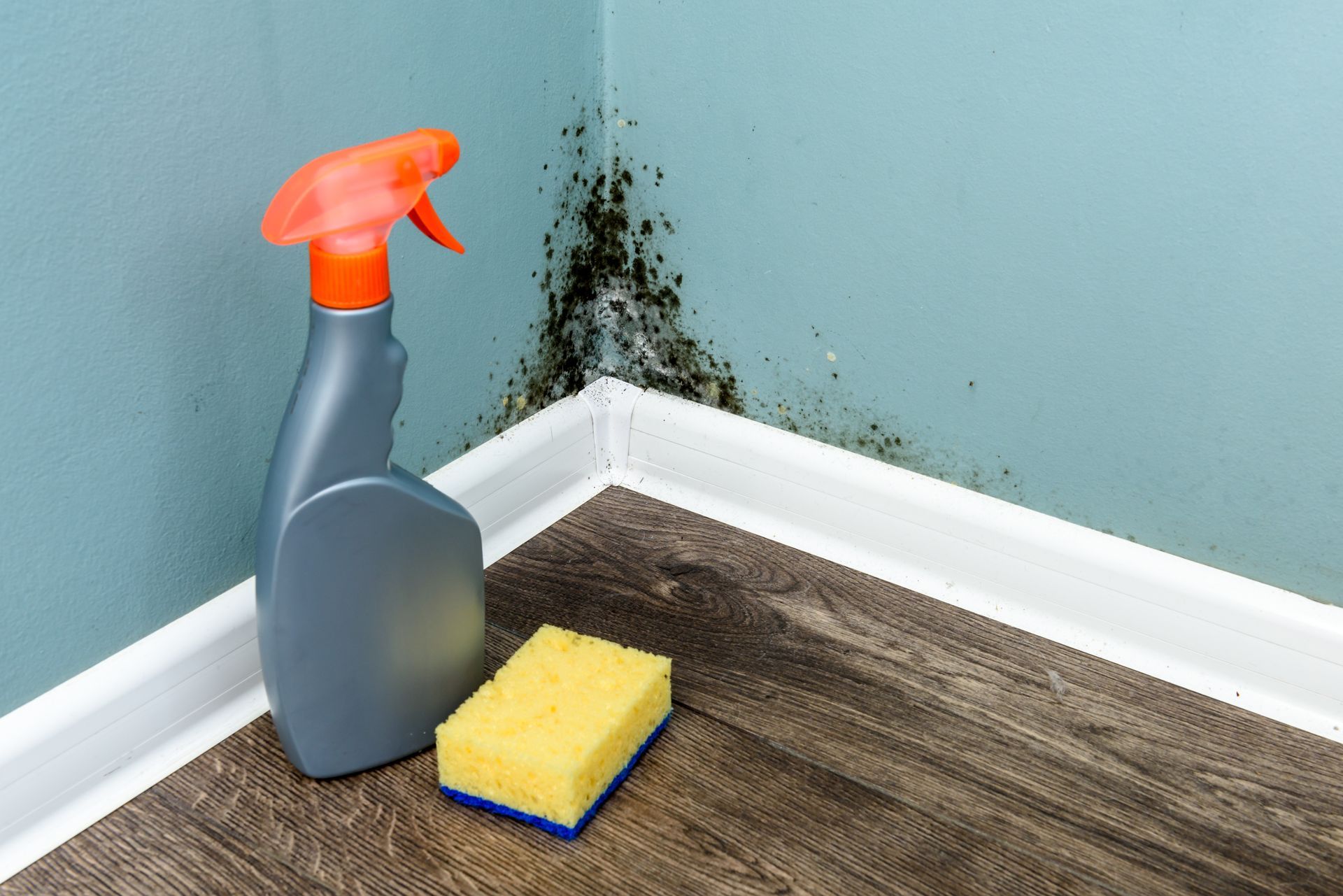 Moldy corner with cleaning spray and sponge on a carpeted floor beside white baseboards