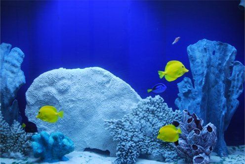SALTWATER AQUARIUM