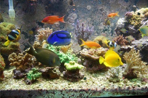 REEF  AQUARIUM