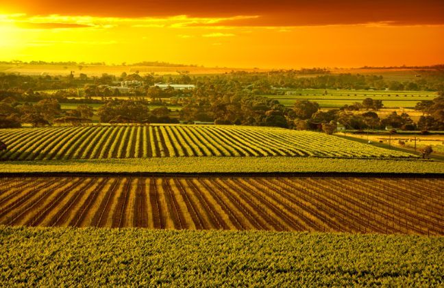 A sunset over a lush green field with rows of plants.