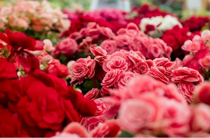 A bunch of red and pink roses are sitting on top of each other.