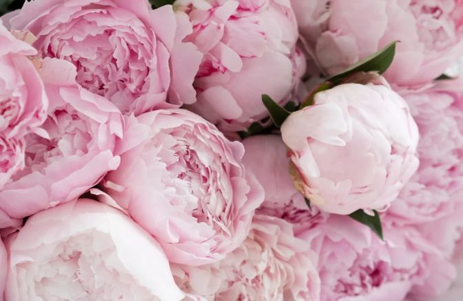 A close up of a bouquet of pink peonies on a table.