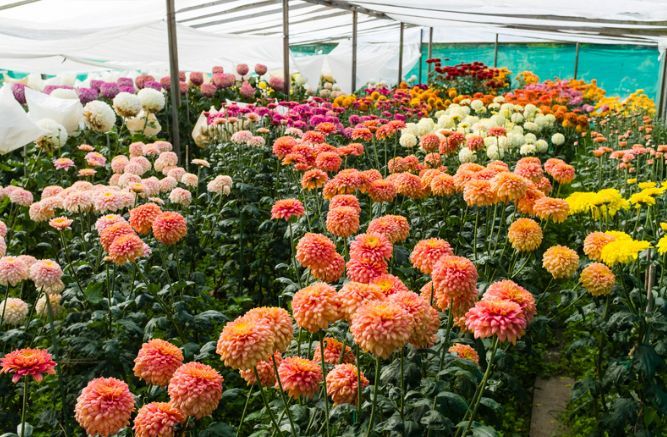 A greenhouse filled with lots of different types of flowers.