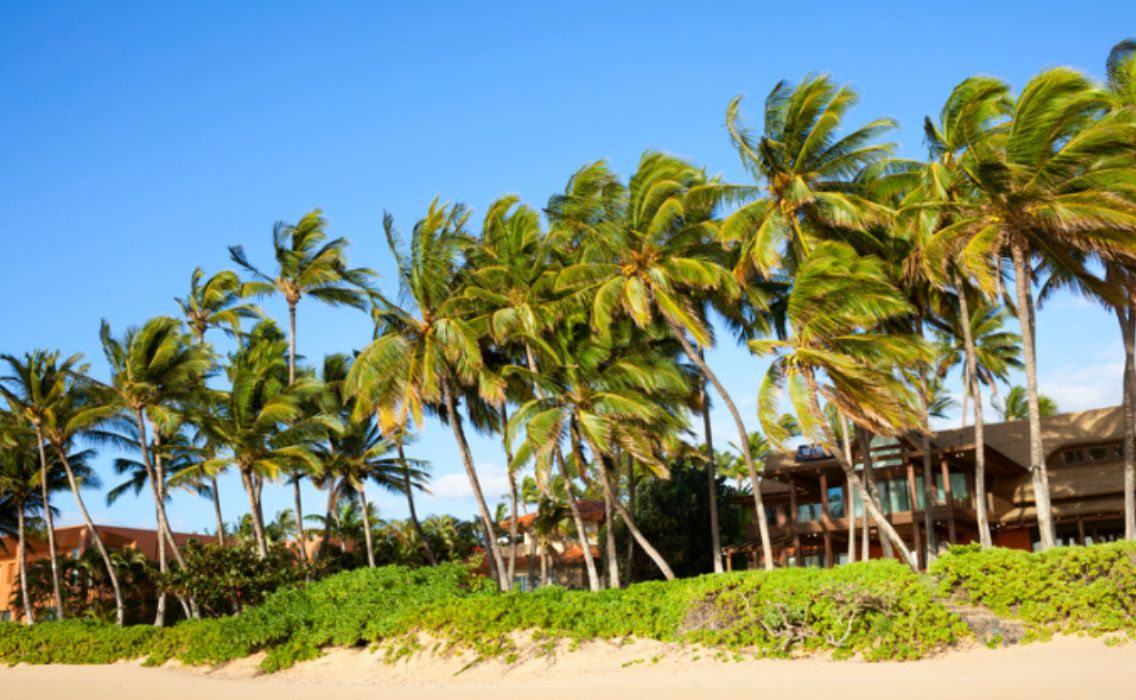 A row of palm trees on a beach with a house in the background.