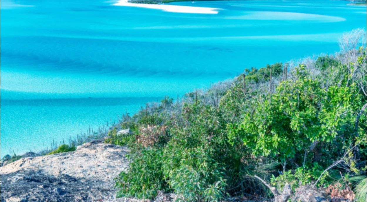 A view of the ocean from a cliff with trees in the foreground.