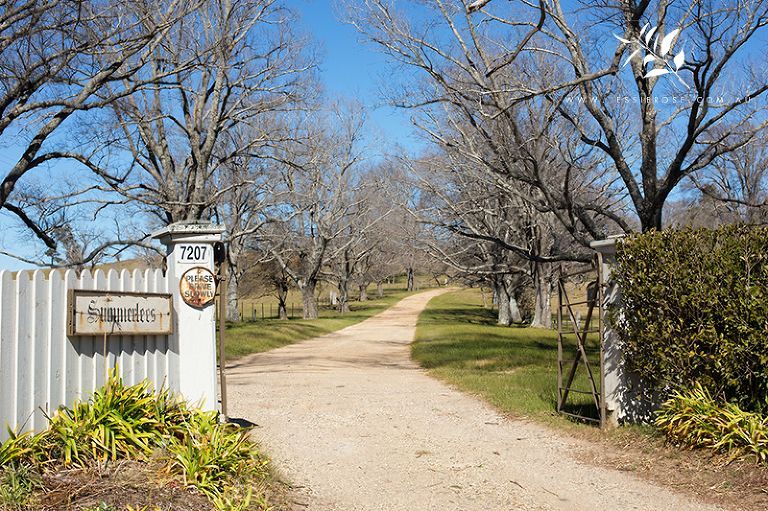 A dirt road leading to a house surrounded by trees and bushes.