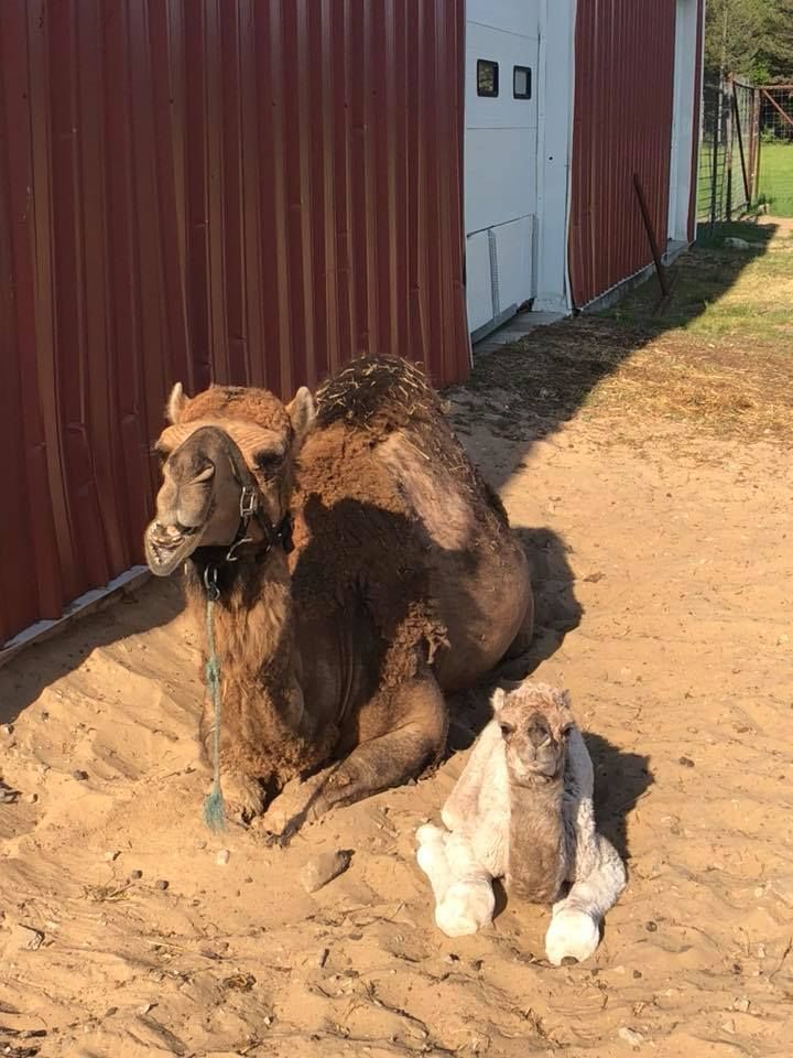 A camel and its calf sit together on sandy ground in front of a red building.
