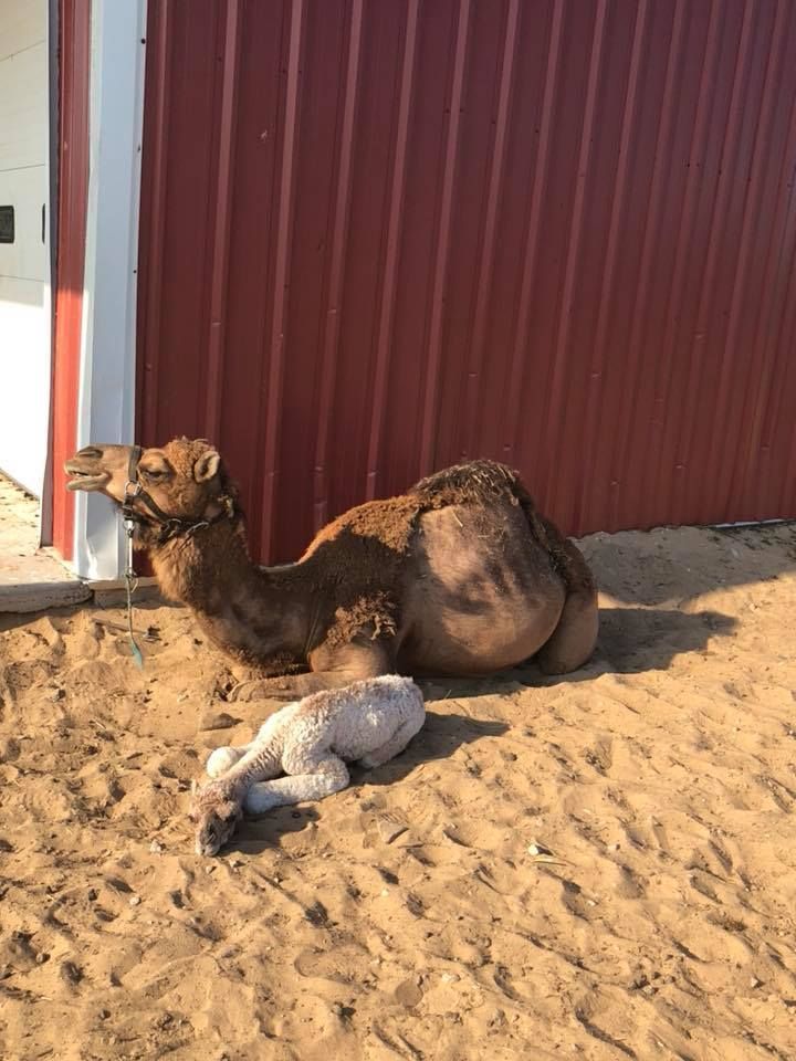 A camel rests on sandy ground next to a newborn, white calf in front of a red barn.