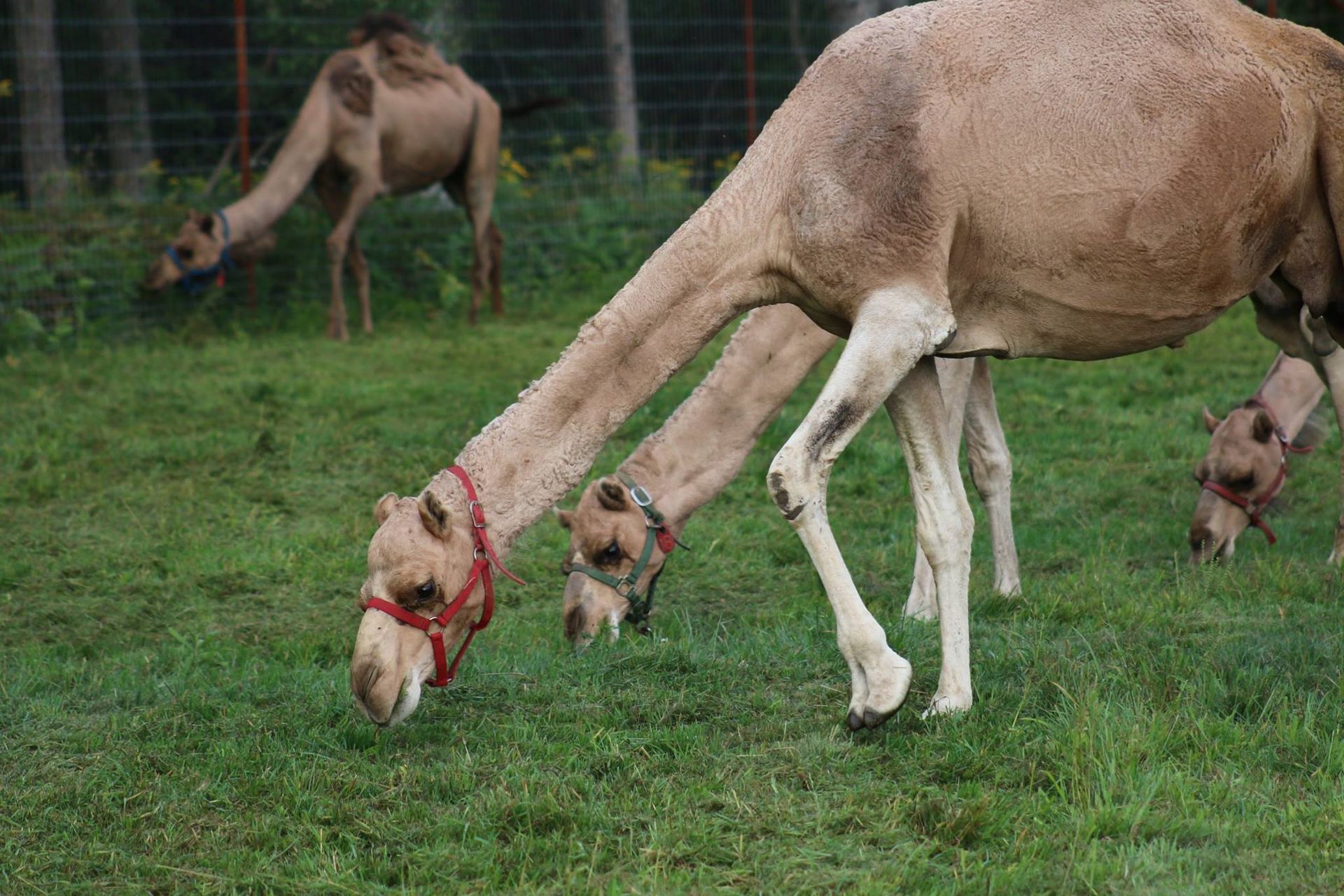 Three camels with halters graze on lush green grass in a fenced-in field.