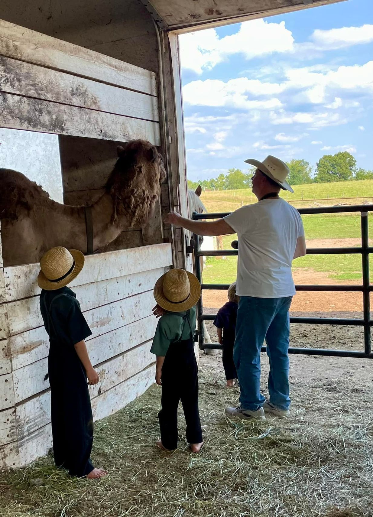 A man and three children in straw hats look at a camel through a barn stall opening, with a grassy field in the background.